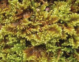 Attēlu rezultāti vaicājumam “Ctenidium molluscum”