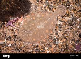 Image result for Pleuronectes platessa
