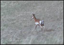 Attēlu rezultāti vaicājumam “Entomophaga grylli”