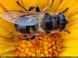 Attēlu rezultāti vaicājumam “Eristalis sp.”