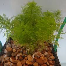 Attēlu rezultāti vaicājumam “Hottonia palustris leaf”