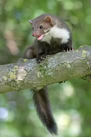 Attēlu rezultāti vaicājumam “Martes foina”