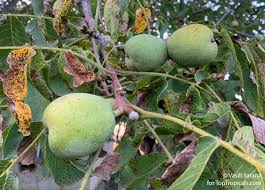 Attēlu rezultāti vaicājumam “Juglans regia fruit”