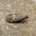 Attēlu rezultāti vaicājumam “Borkhausenia minutella”