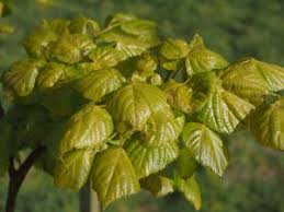 Attēlu rezultāti vaicājumam “Tilia amurensis”