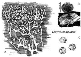 Attēlu rezultāti vaicājumam “Didymium bahiense spores”