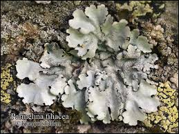 Attēlu rezultāti vaicājumam “Parmelina tiliacea”