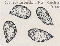 Attēlu rezultāti vaicājumam “Clavaria fumosa”
