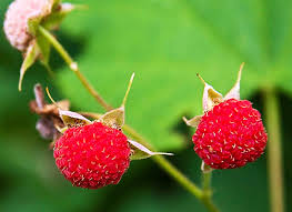 Attēlu rezultāti vaicājumam “Rubus parviflorus fruit”