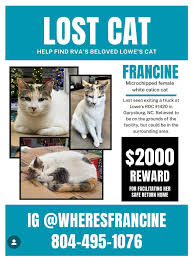 Image result for cat found