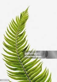 Attēlu rezultāti vaicājumam “Pteropsida”