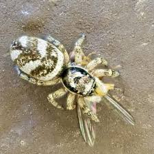 Attēlu rezultāti vaicājumam “Salticus scenicus”