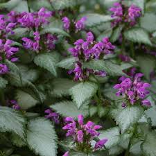Attēlu rezultāti vaicājumam “Lamium”