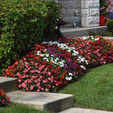 Image result for Impatiens walleriana