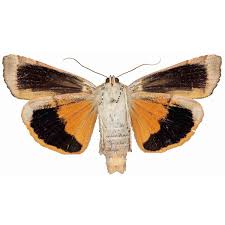 Attēlu rezultāti vaicājumam “Noctua fimbriata”