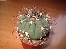 Image result for Gymnocalycium