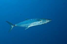 Image result for Acanthocybium solandri