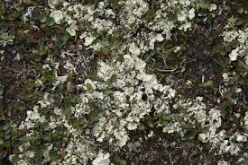 Attēlu rezultāti vaicājumam “Cetrelia sp.”