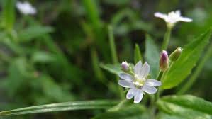 Attēlu rezultāti vaicājumam “Epilobium roseum”
