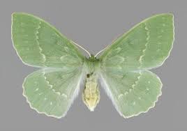 Attēlu rezultāti vaicājumam “Geometra papilionaria”