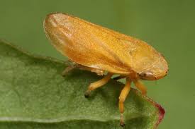 Attēlu rezultāti vaicājumam “Philaenus spumarius”