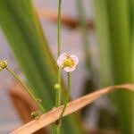 Attēlu rezultāti vaicājumam “Alisma gramineum flower”