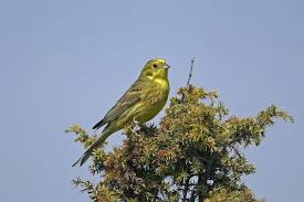 Attēlu rezultāti vaicājumam “Emberiza citrinella adult”