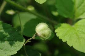 Attēlu rezultāti vaicājumam “Veronica scutellata bud”