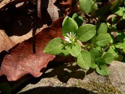 Attēlu rezultāti vaicājumam “Stellaria longifolia leaf”