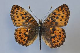 Attēlu rezultāti vaicājumam “Boloria titania underside”