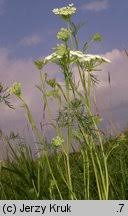 Attēlu rezultāti vaicājumam “Cnidium dubium”