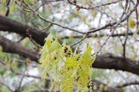 Attēlu rezultāti vaicājumam “Quercus rubra flower”