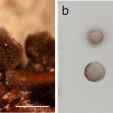 Attēlu rezultāti vaicājumam “Arcyria globosa”