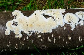 Attēlu rezultāti vaicājumam “Postia undosa”