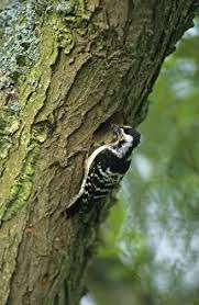 Attēlu rezultāti vaicājumam “Dendrocopos minor female”