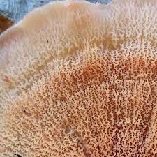 Attēlu rezultāti vaicājumam “Ceriporiopsis resinascens”