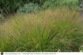 Attēlu rezultāti vaicājumam “Molinia caerulea fruit”