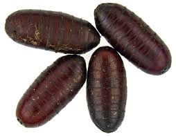 Attēlu rezultāti vaicājumam “Musca domestica”