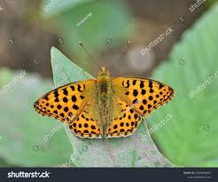 Attēlu rezultāti vaicājumam “Issoria lathonia”