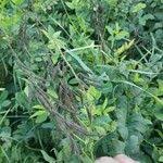 Attēlu rezultāti vaicājumam “Galega orientalis leaf”