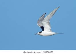 Attēlu rezultāti vaicājumam “Sterna hirundo adult”