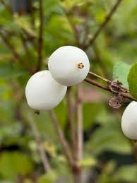 Attēlu rezultāti vaicājumam “Symphoricarpos albus fruit”