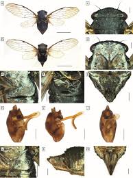 Attēlu rezultāti vaicājumam “Xanthogramma sp. male”