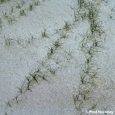 Attēlu rezultāti vaicājumam “Carex arenaria”