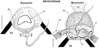 Attēlu rezultāti vaicājumam “Alloeotomus sp.”