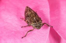 Attēlu rezultāti vaicājumam “Philaenus spumarius”