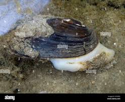 Attēlu rezultāti vaicājumam “Unio crassus”