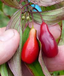 Attēlu rezultāti vaicājumam “Cornus sanguinea fruit”