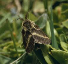 Attēlu rezultāti vaicājumam “Lycogala asperum sessile”
