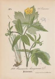 Attēlu rezultāti vaicājumam “Ranunculus lanuginosus”